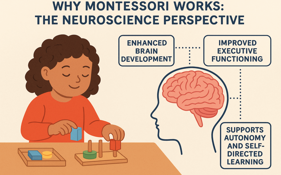 Why Montessori Works — The Neuroscience Perspective